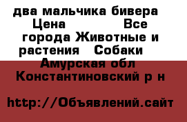 два мальчика бивера › Цена ­ 19 000 - Все города Животные и растения » Собаки   . Амурская обл.,Константиновский р-н